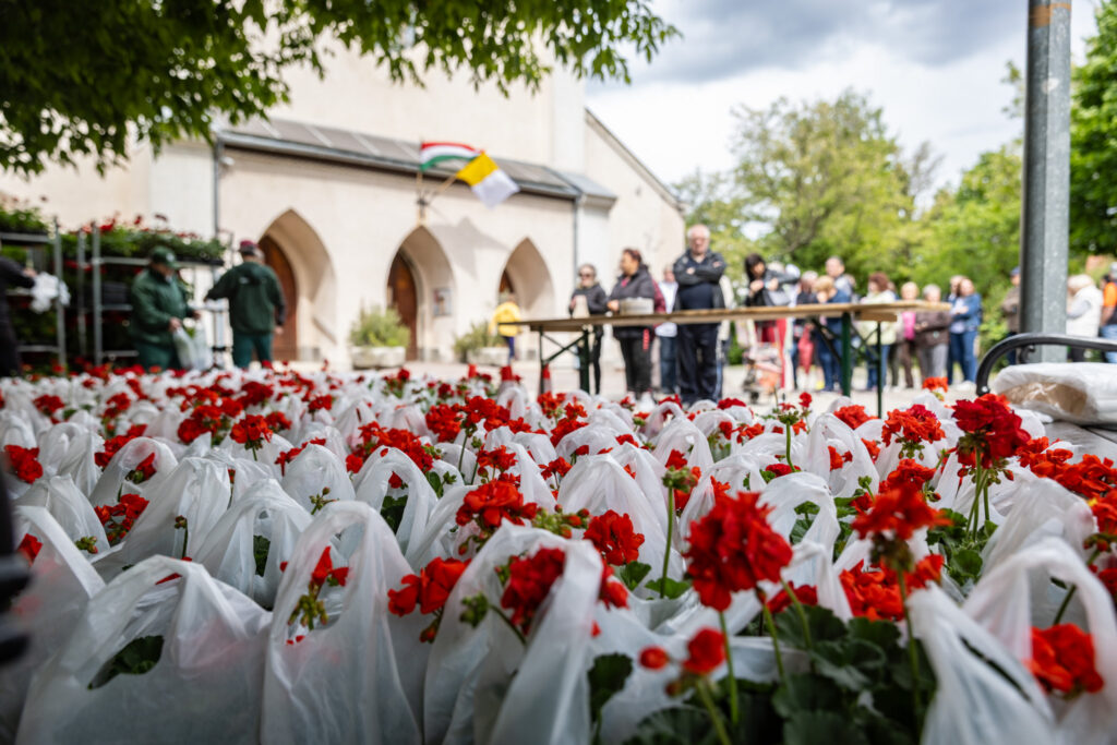 Muskátliosztás Pestújhelyen. A képen sorokba rendezett, piros virágú muskátlik láthatók fehér tasakokban, a háttérben pedig asztaloknál dolgozó szervezők és érdeklődők.