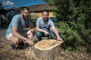 Gyurkó Dániel alpolgármester és Lukács Gergely önkormányzati képviselő egy frissen kivágott fa tuskója mellett guggol a helyszínen. A tuskó méretét mérőszalaggal vizsgálják. A talajon faforgács és a kivágás nyomai láthatók, a háttérben lakóházak és növényzet található.