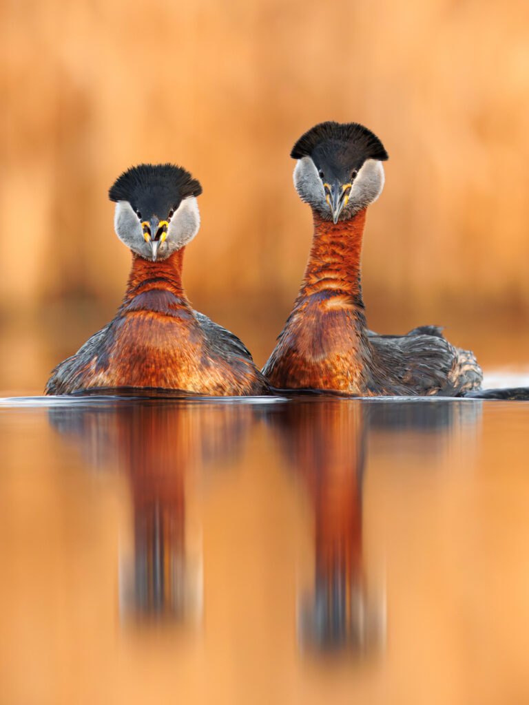 Aranyló narancs tónusú kép, feltehetőleg naplemente idején készült. Egy vörösnyakú vöcskök (Podiceps grisegena), pár látható rajta a vízen. Az itt látható vörösesbarna nyak, a fekete fej és a világos, szürkés pofatájék nagyon jellegzetes a költési tollazatú vörösnyakú vöcsökre. A baloldli madár jöbban behűzza a nyakát, így alacsonyabbnak látszik. A nézővel szemben helyezkednek el.